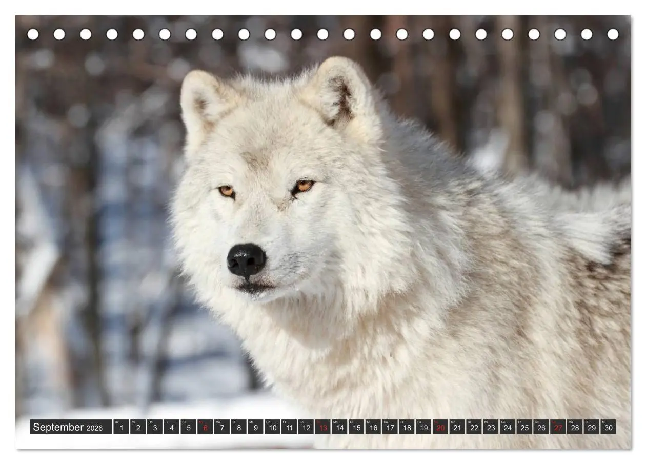 Bild: 9783516048209 | Wölfe. Graue Eminenzen (Tischkalender 2026 DIN A5 quer), CALVENDO...