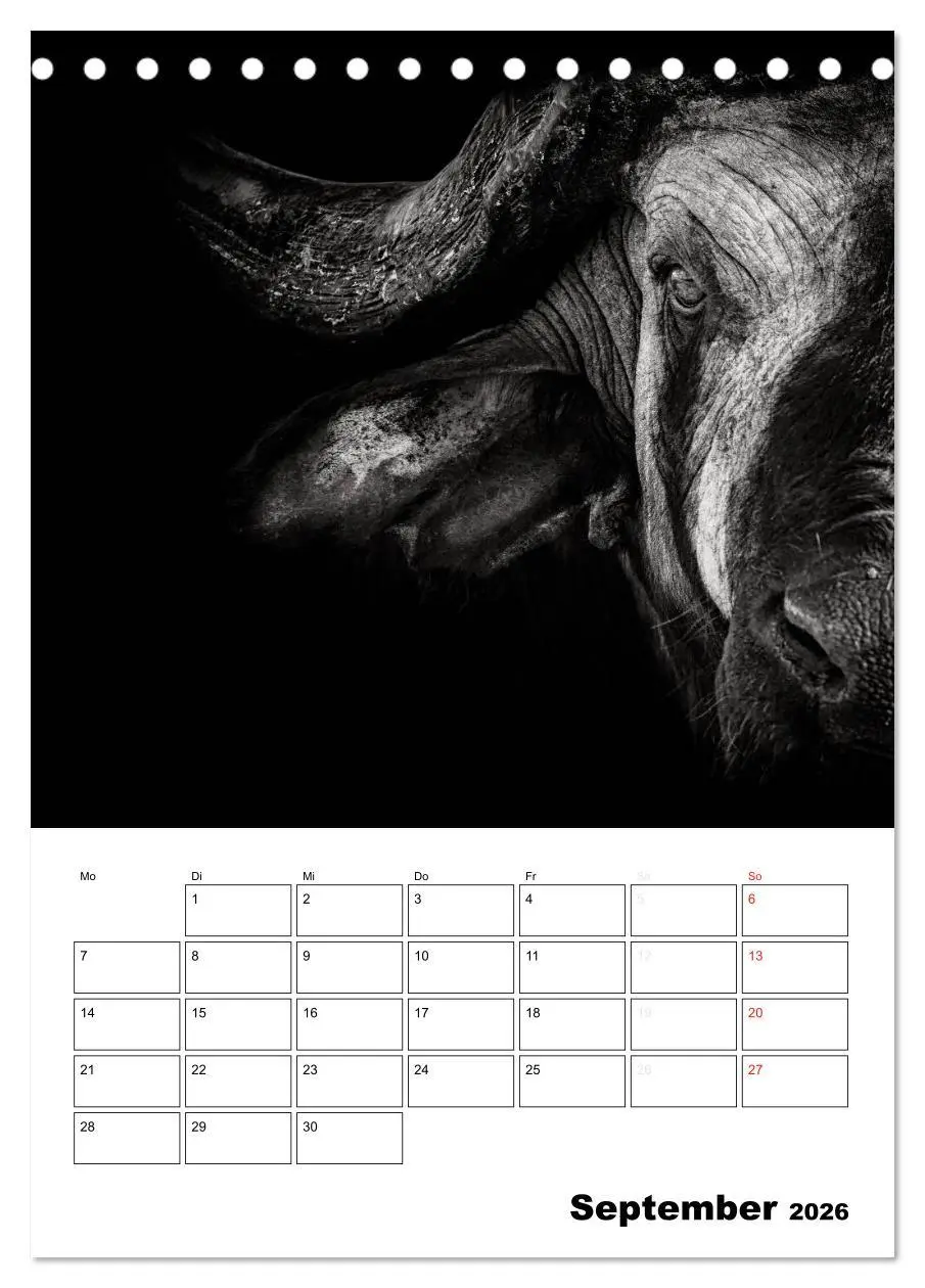 Bild: 9783516428209 | Charakterköpfe aus der Welt der Tiere (Tischkalender 2026 DIN A5...