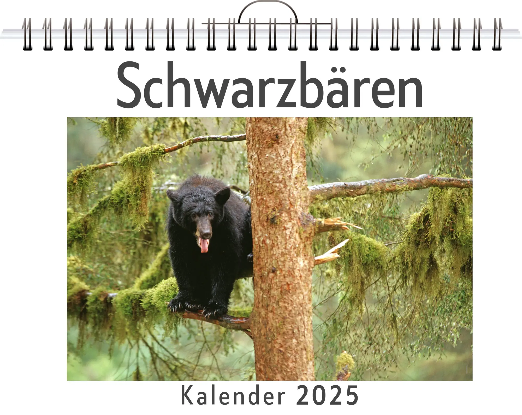 Cover: 9783759128409 | Schwarzbären | Ava Wagner | Kalender | Kalender | 14 S. | Deutsch