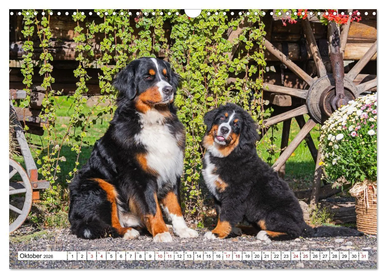 Bild: 9783457548509 | Berner Sennenhund - Eine Liebe für´s Leben (Wandkalender 2026 DIN...