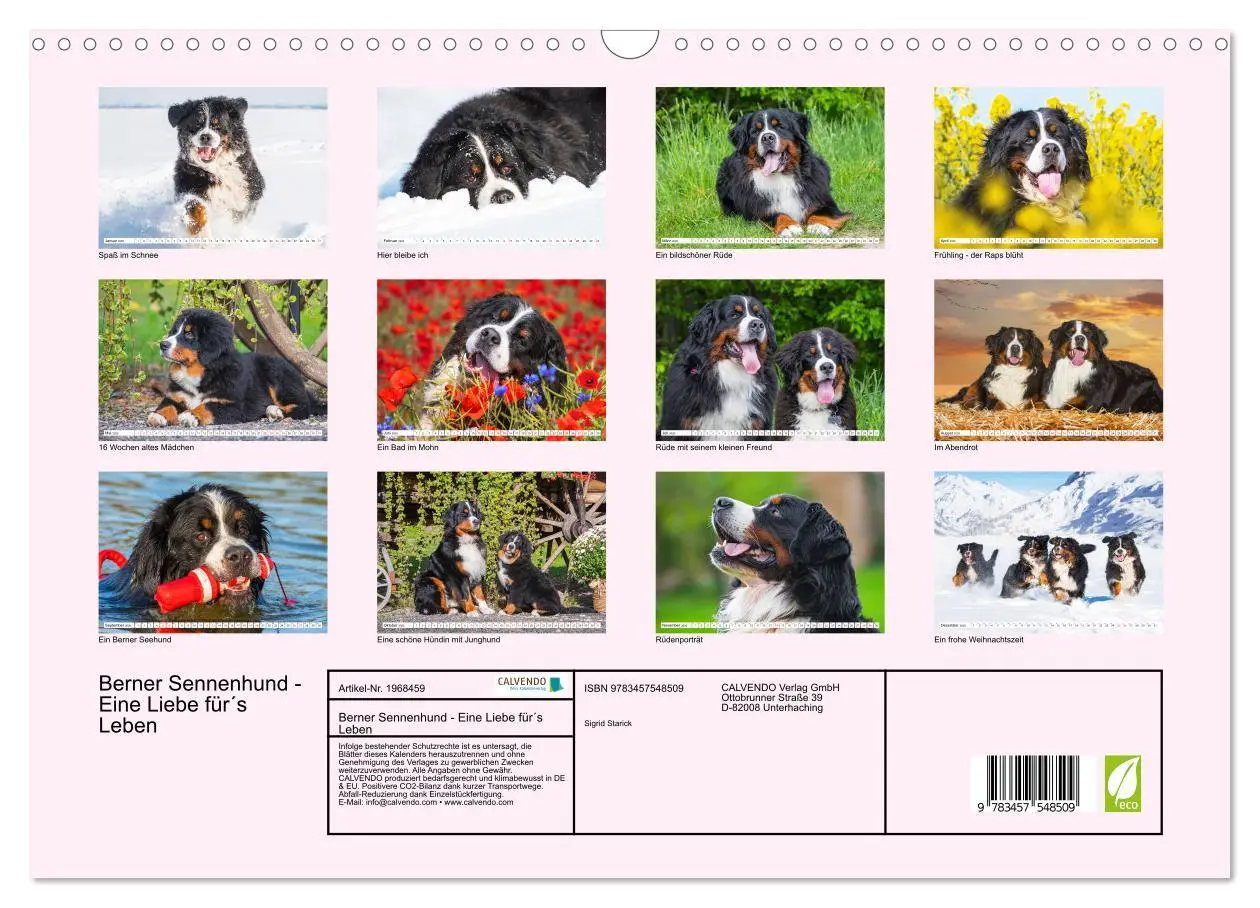 Bild: 9783457548509 | Berner Sennenhund - Eine Liebe für´s Leben (Wandkalender 2026 DIN...