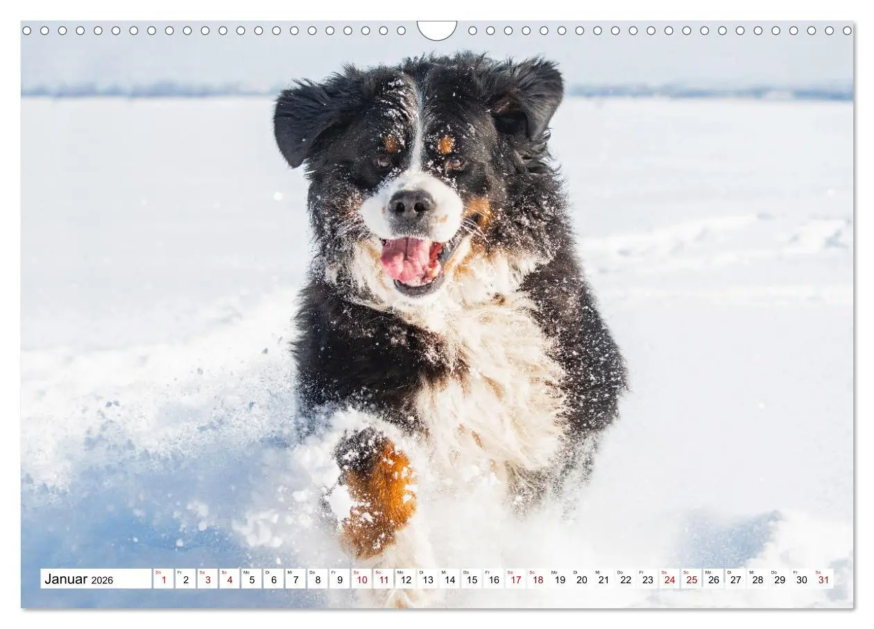 Bild: 9783457548509 | Berner Sennenhund - Eine Liebe für´s Leben (Wandkalender 2026 DIN...