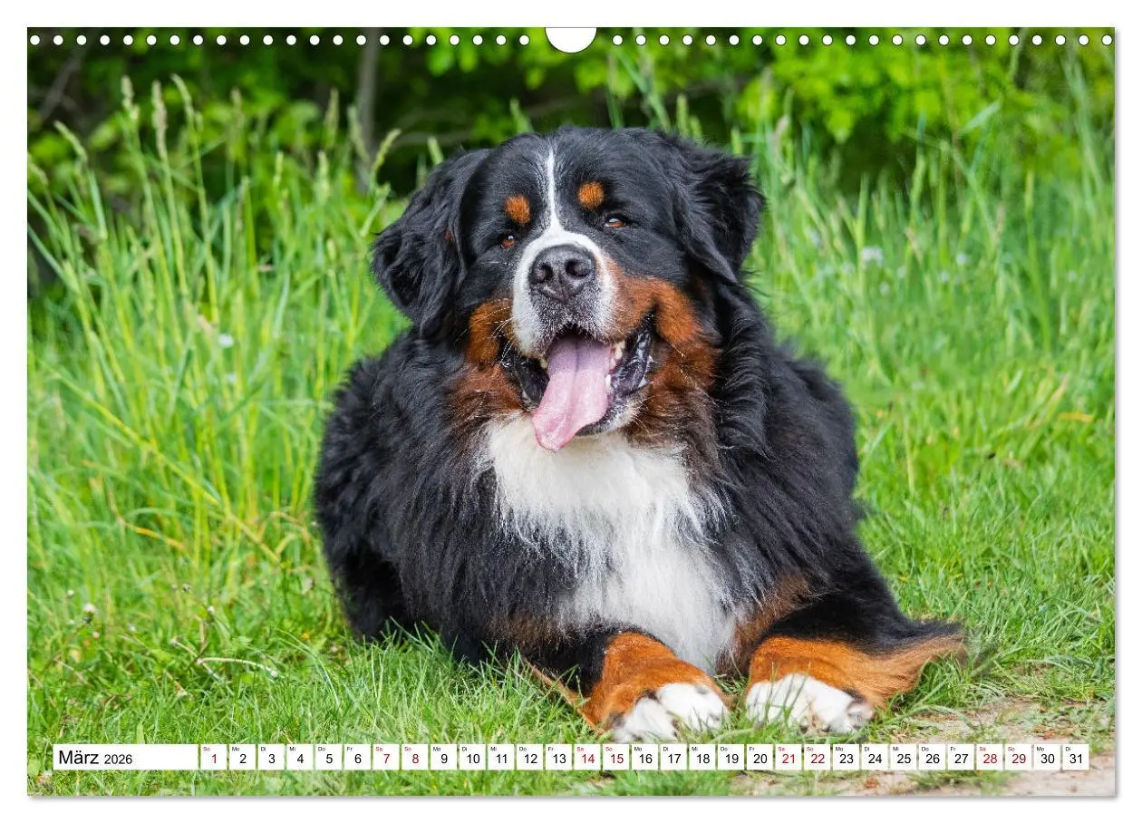 Bild: 9783457548509 | Berner Sennenhund - Eine Liebe für´s Leben (Wandkalender 2026 DIN...