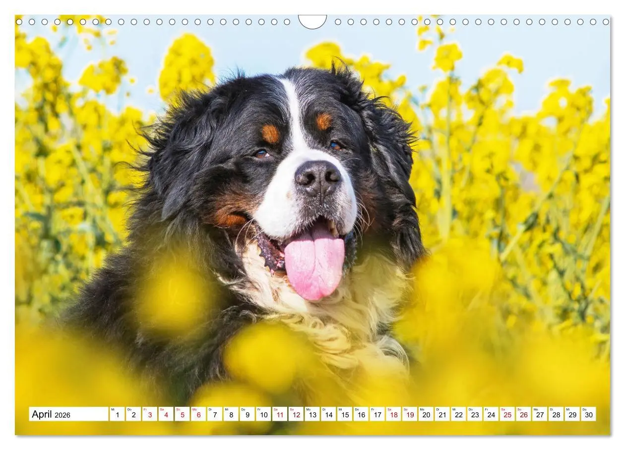 Bild: 9783457548509 | Berner Sennenhund - Eine Liebe für´s Leben (Wandkalender 2026 DIN...