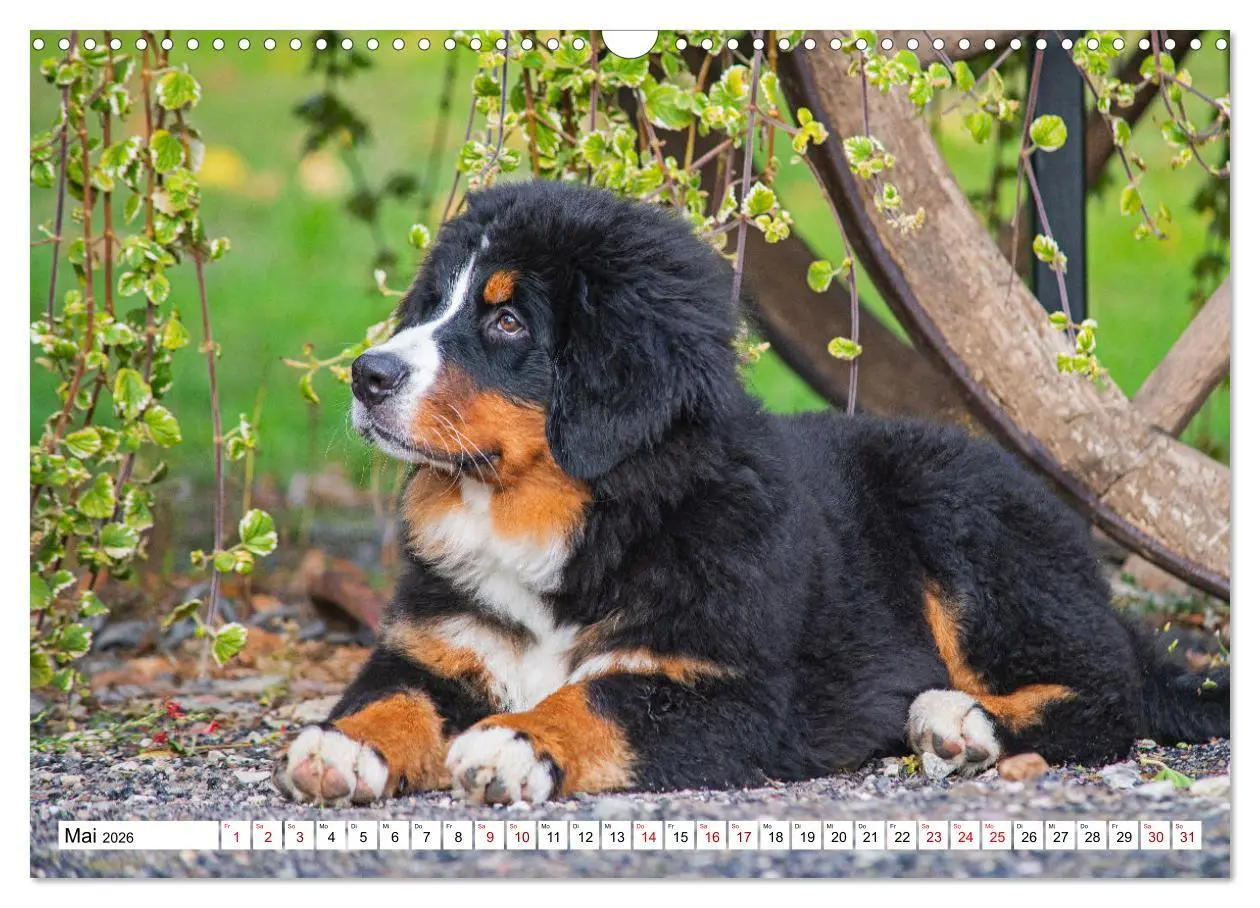 Bild: 9783457548509 | Berner Sennenhund - Eine Liebe für´s Leben (Wandkalender 2026 DIN...