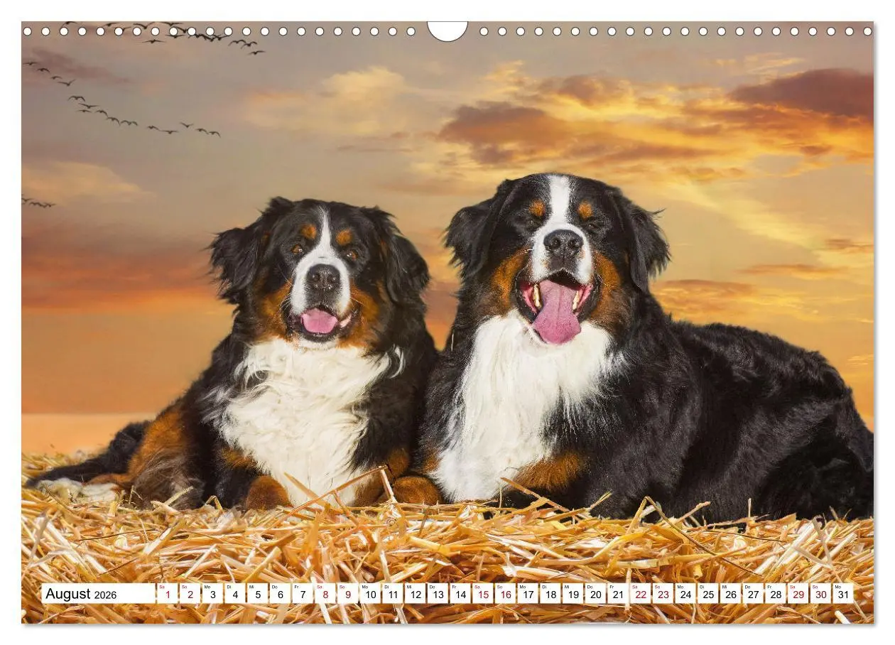 Bild: 9783457548509 | Berner Sennenhund - Eine Liebe für´s Leben (Wandkalender 2026 DIN...