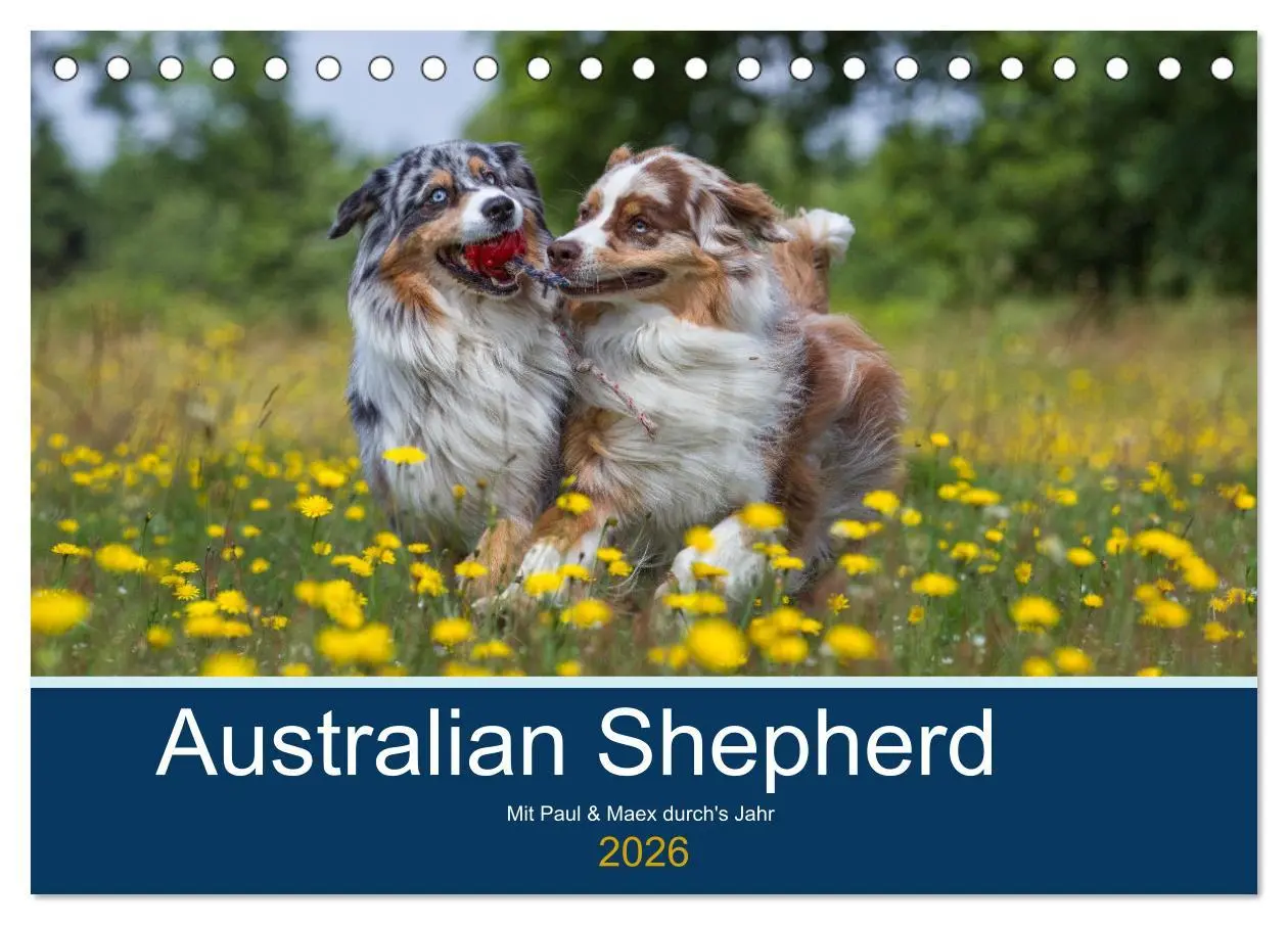 Cover: 9783516008609 | Australian Shepherd 2026 (Tischkalender 2026 DIN A5 quer), CALVENDO...