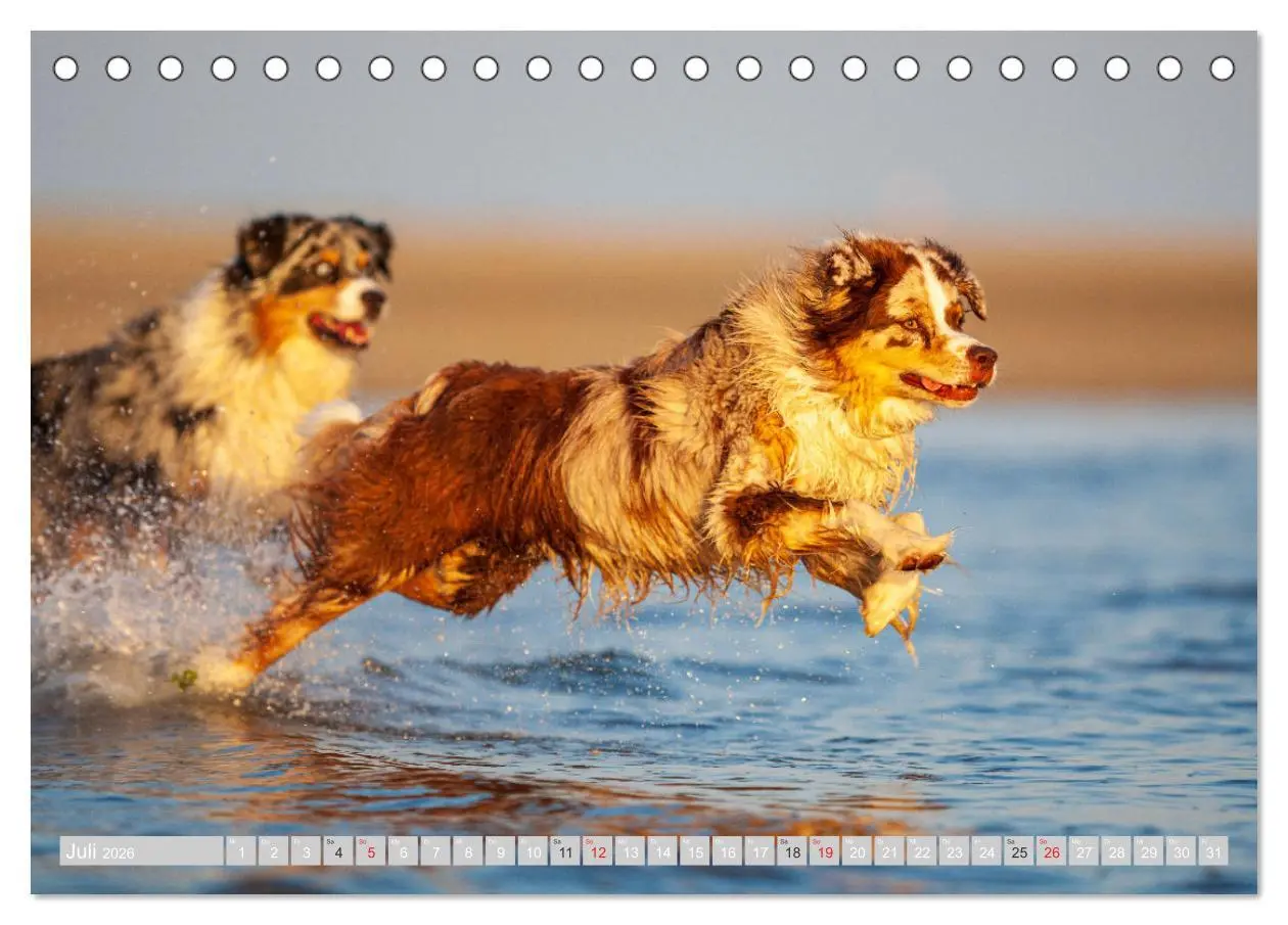 Bild: 9783516008609 | Australian Shepherd 2026 (Tischkalender 2026 DIN A5 quer), CALVENDO...