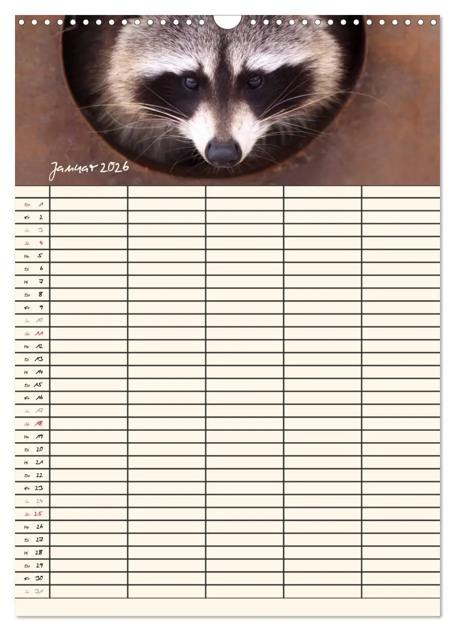 Bild: 9783516478709 | Waschbären Familienplaner (Wandkalender 2026 DIN A3 hoch), CALVENDO...