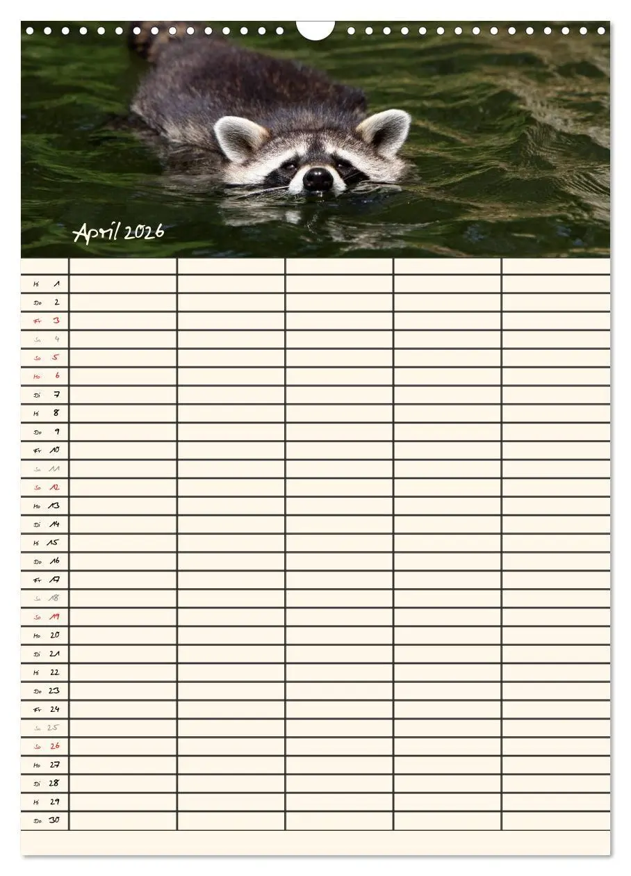 Bild: 9783516478709 | Waschbären Familienplaner (Wandkalender 2026 DIN A3 hoch), CALVENDO...