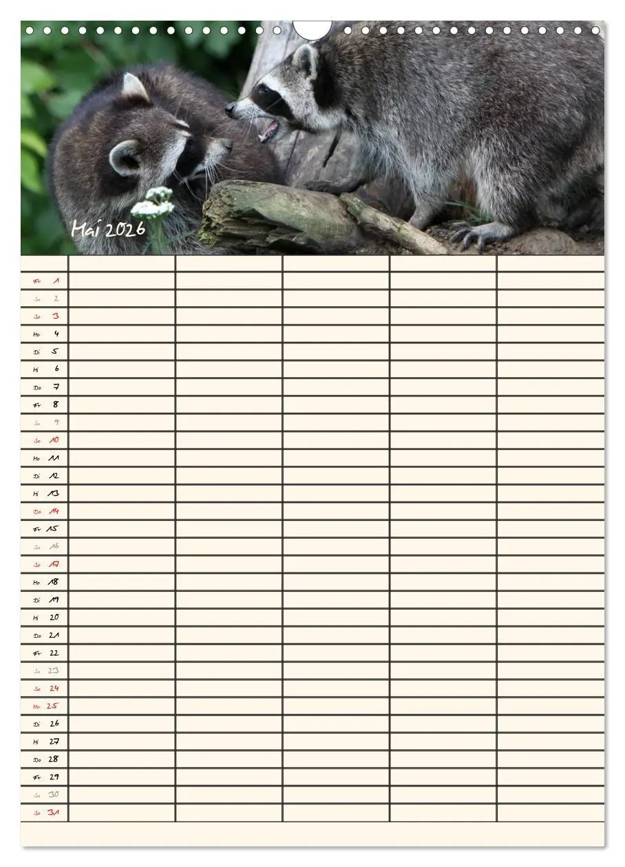 Bild: 9783516478709 | Waschbären Familienplaner (Wandkalender 2026 DIN A3 hoch), CALVENDO...