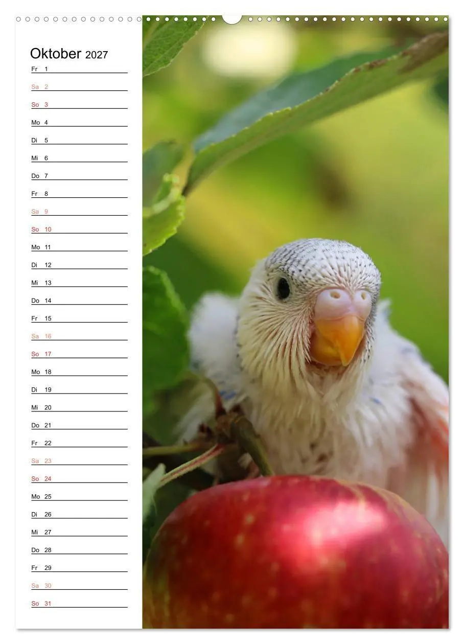 Bild: 9783569798809 | WELLENSITTICHE - Süße Wellis (Wandkalender 2027 DIN A2 hoch),...