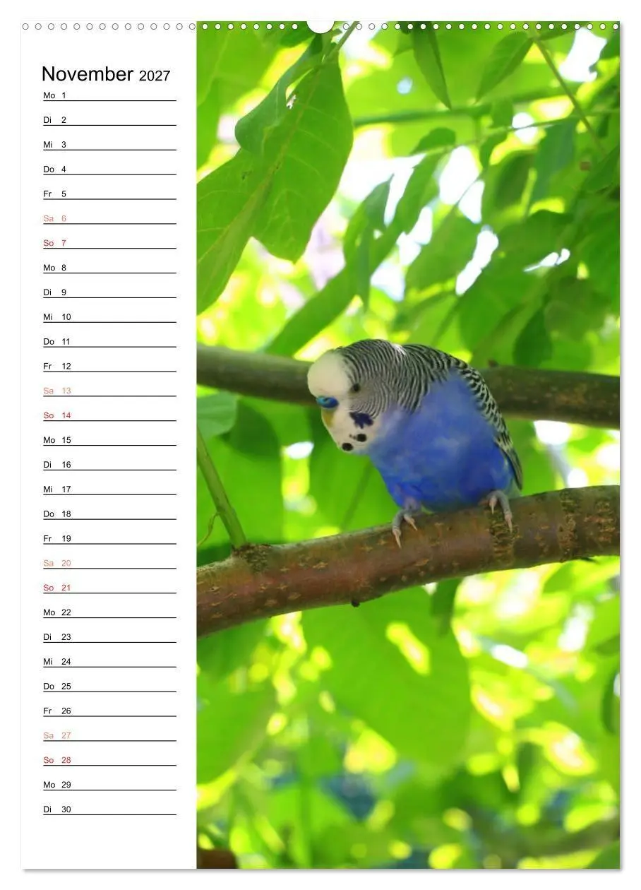Bild: 9783569798809 | WELLENSITTICHE - Süße Wellis (Wandkalender 2027 DIN A2 hoch),...