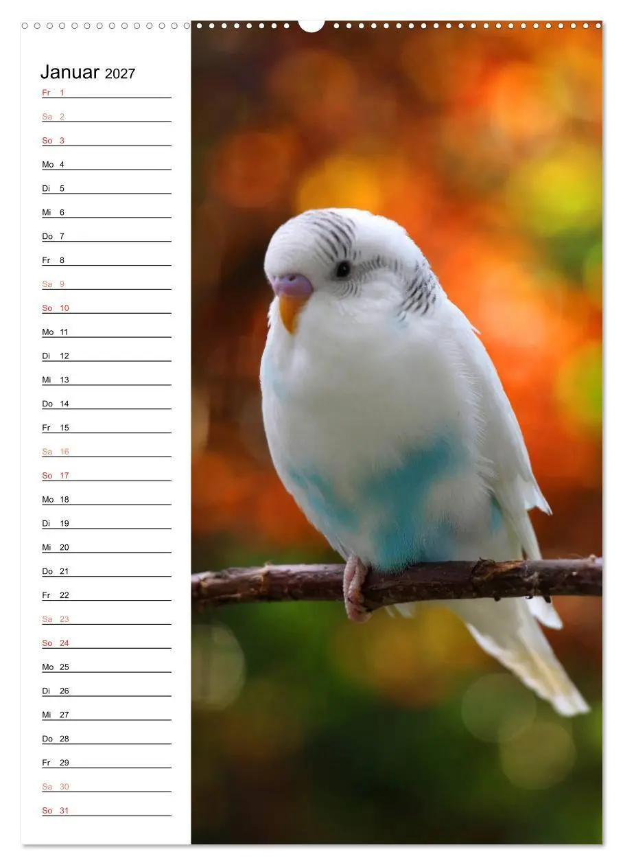 Bild: 9783569798809 | WELLENSITTICHE - Süße Wellis (Wandkalender 2027 DIN A2 hoch),...