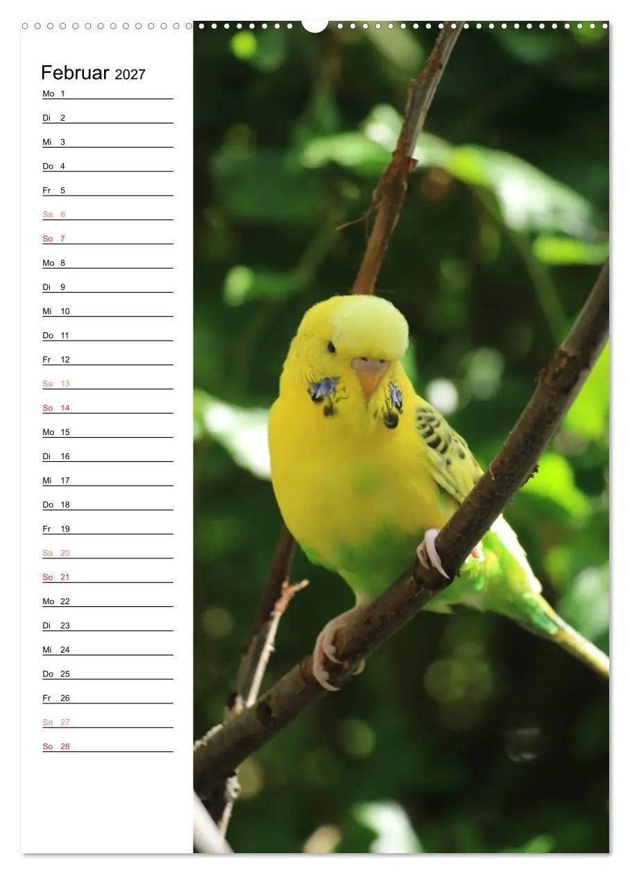 Bild: 9783569798809 | WELLENSITTICHE - Süße Wellis (Wandkalender 2027 DIN A2 hoch),...