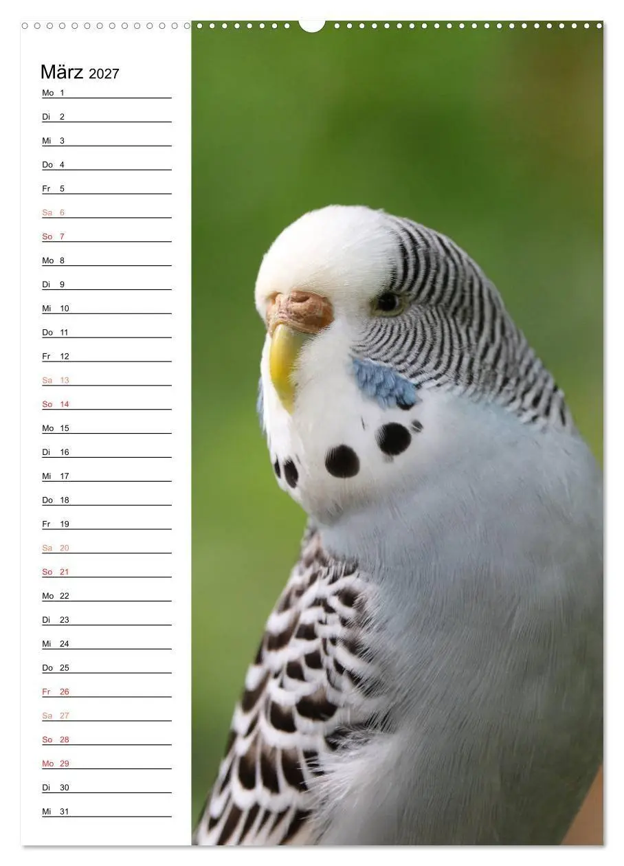 Bild: 9783569798809 | WELLENSITTICHE - Süße Wellis (Wandkalender 2027 DIN A2 hoch),...