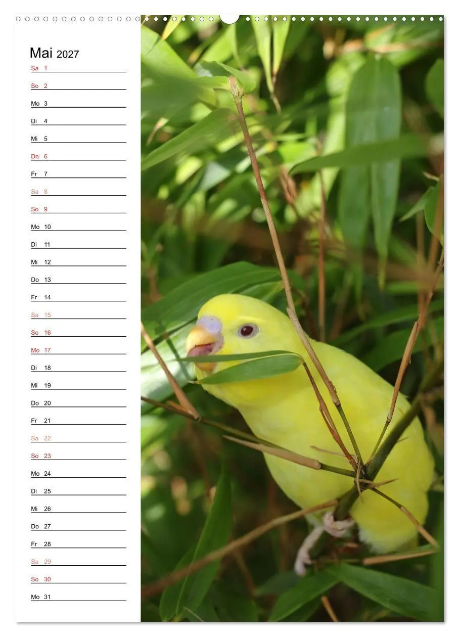 Bild: 9783569798809 | WELLENSITTICHE - Süße Wellis (Wandkalender 2027 DIN A2 hoch),...