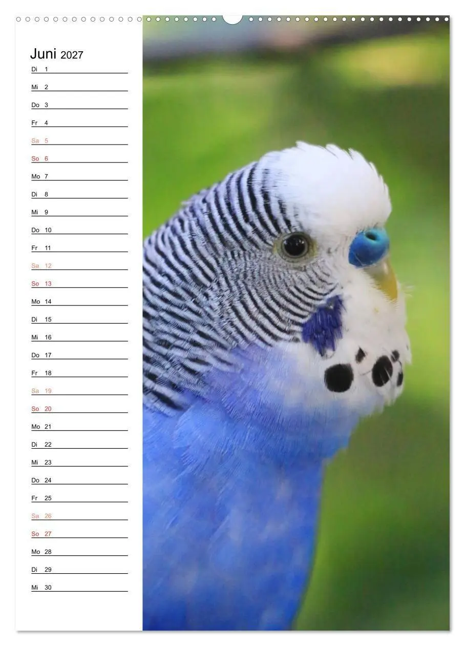 Bild: 9783569798809 | WELLENSITTICHE - Süße Wellis (Wandkalender 2027 DIN A2 hoch),...