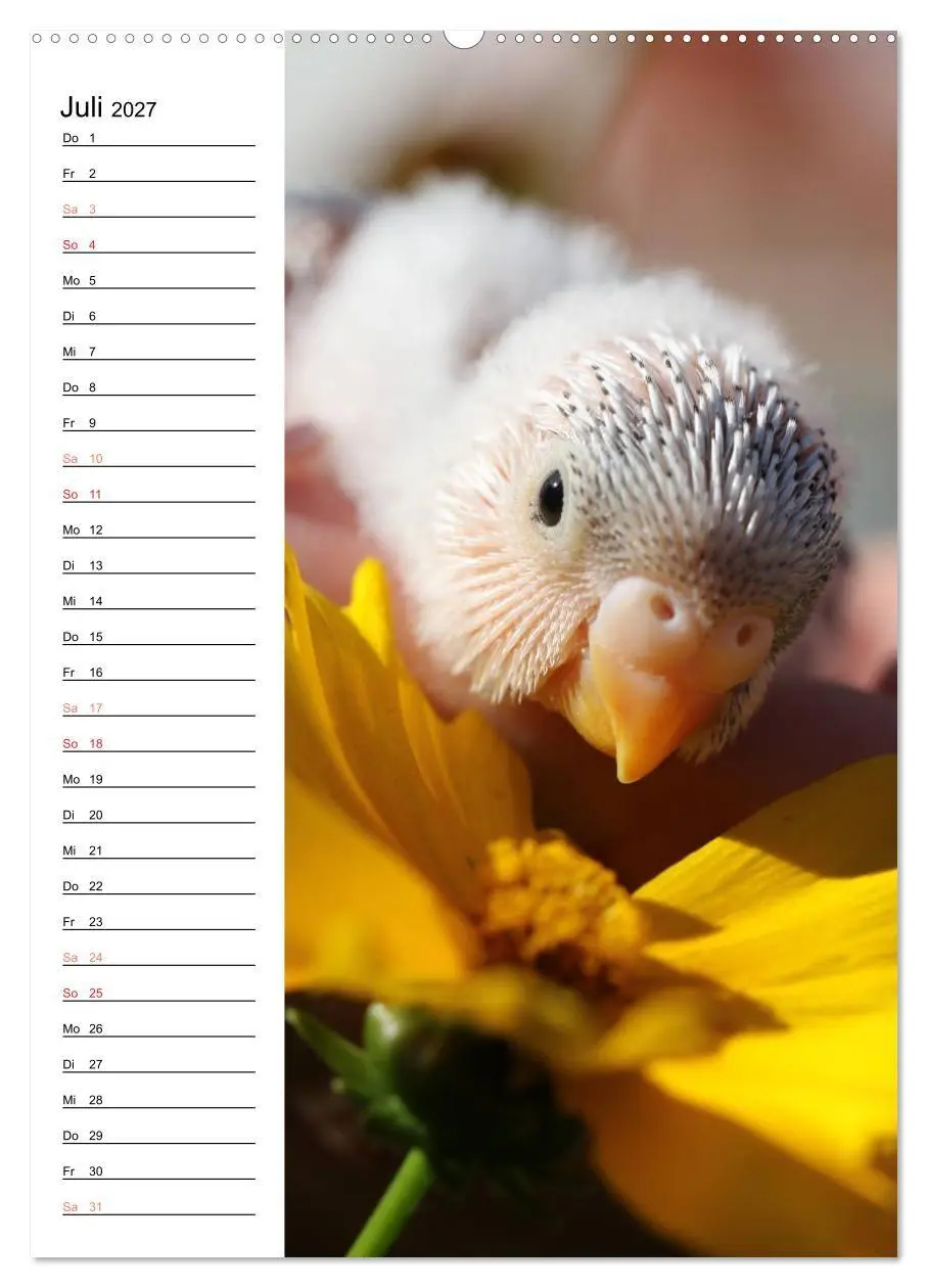 Bild: 9783569798809 | WELLENSITTICHE - Süße Wellis (Wandkalender 2027 DIN A2 hoch),...