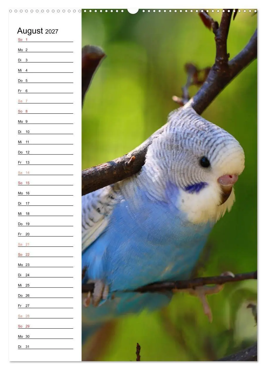 Bild: 9783569798809 | WELLENSITTICHE - Süße Wellis (Wandkalender 2027 DIN A2 hoch),...