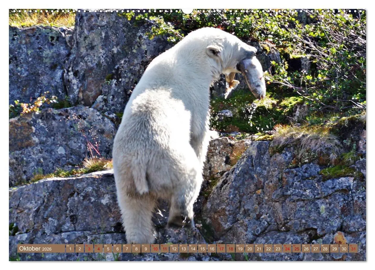 Bild: 9783457438909 | Wilde Bärenwelt (hochwertiger Premium Wandkalender 2026 DIN A2...