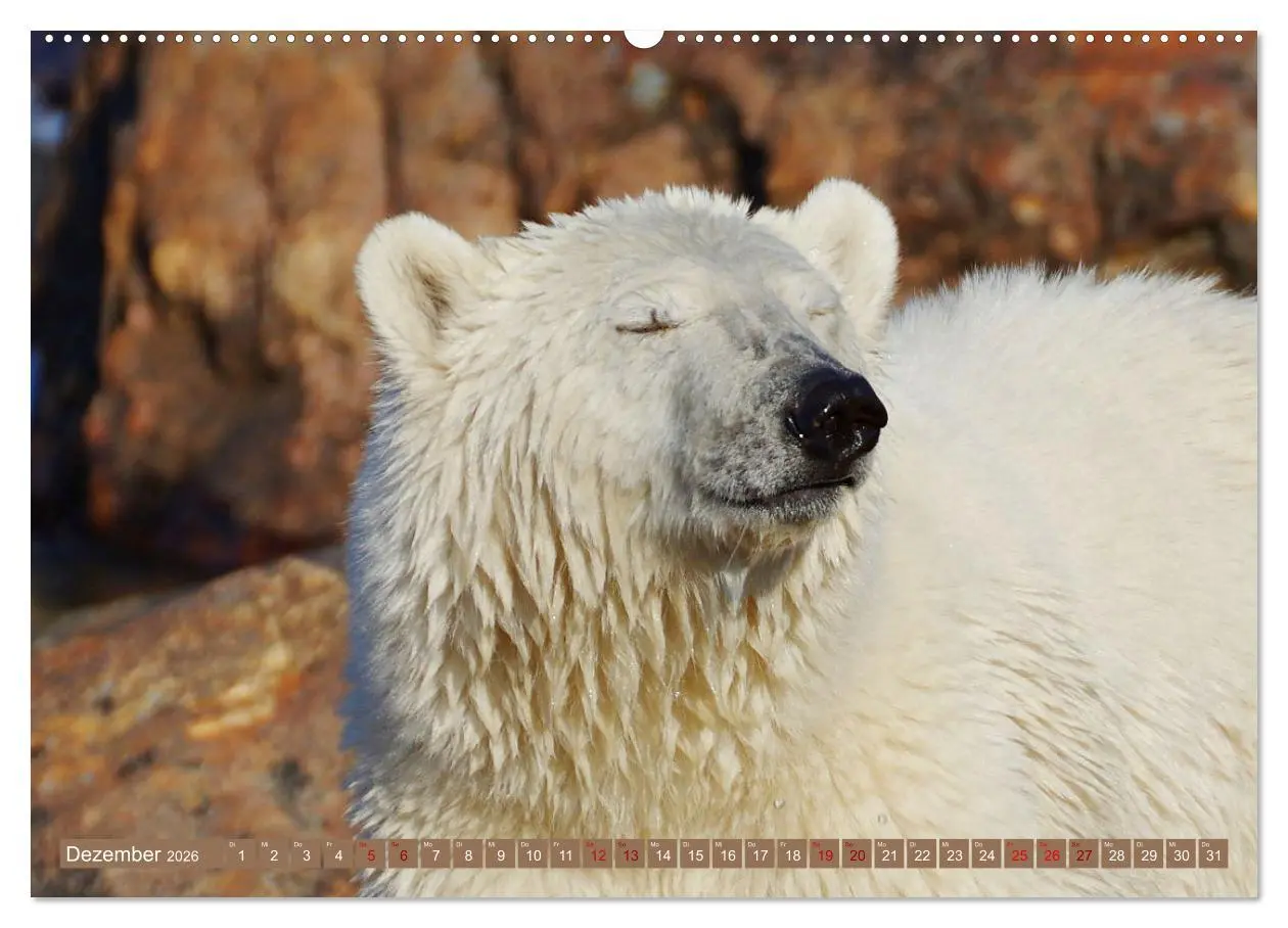Bild: 9783457438909 | Wilde Bärenwelt (hochwertiger Premium Wandkalender 2026 DIN A2...