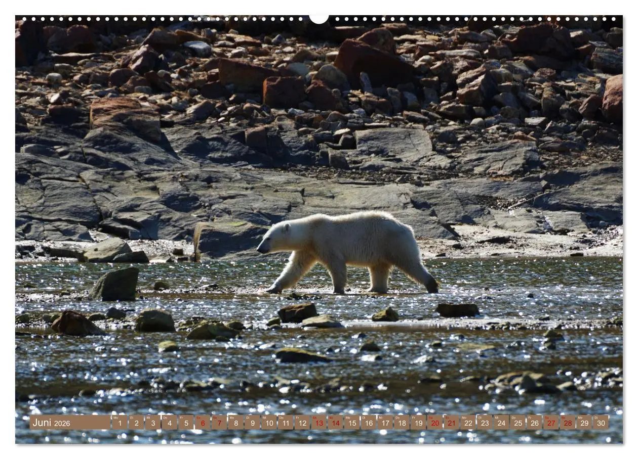 Bild: 9783457438909 | Wilde Bärenwelt (hochwertiger Premium Wandkalender 2026 DIN A2...