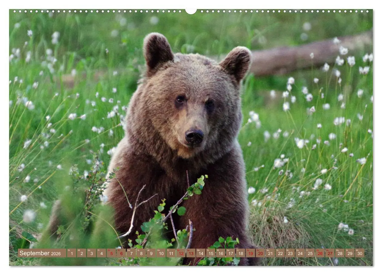Bild: 9783457438909 | Wilde Bärenwelt (hochwertiger Premium Wandkalender 2026 DIN A2...