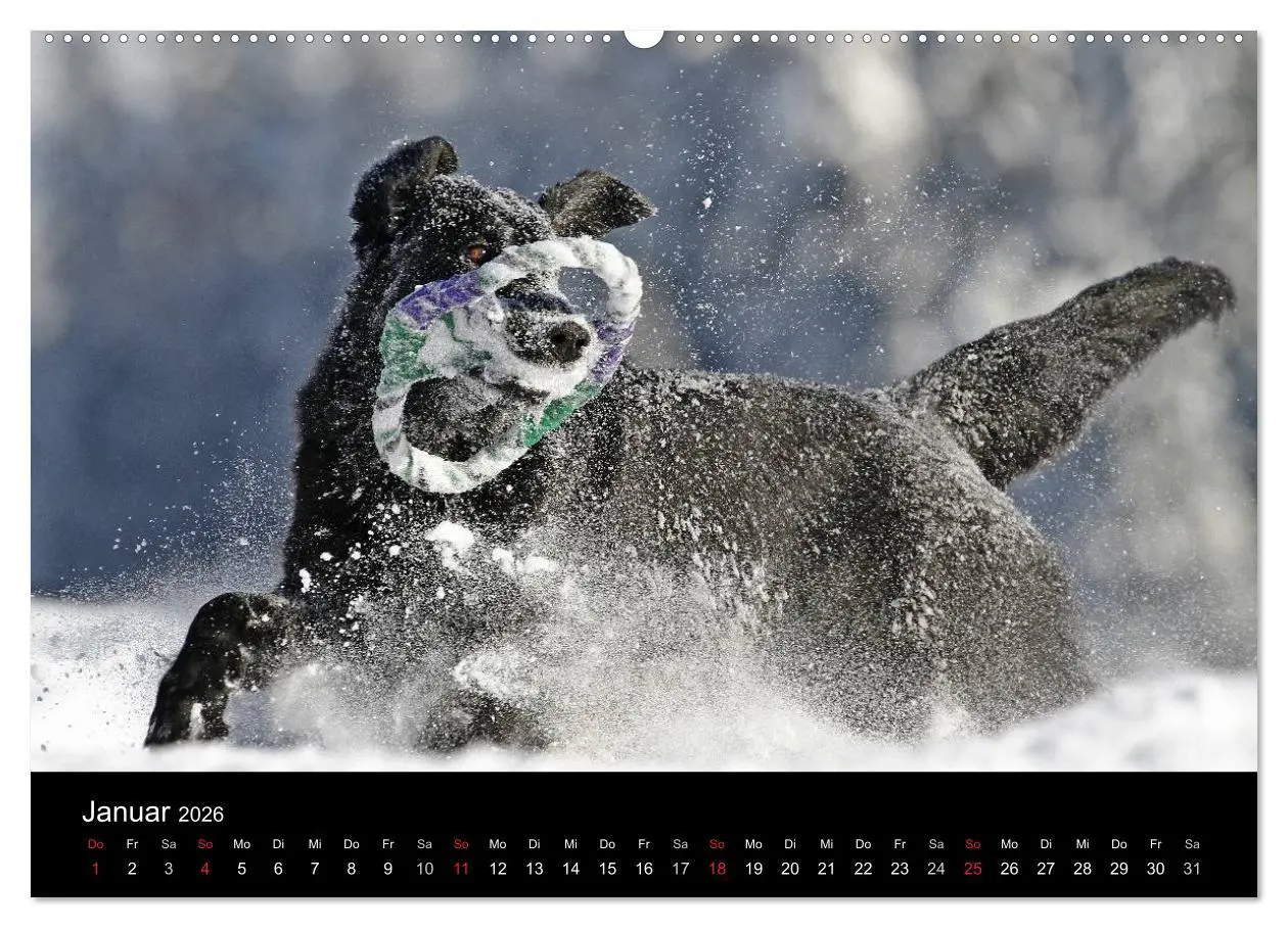 Bild: 9783516148909 | Flatcoated Retriever (hochwertiger Premium Wandkalender 2026 DIN A2...