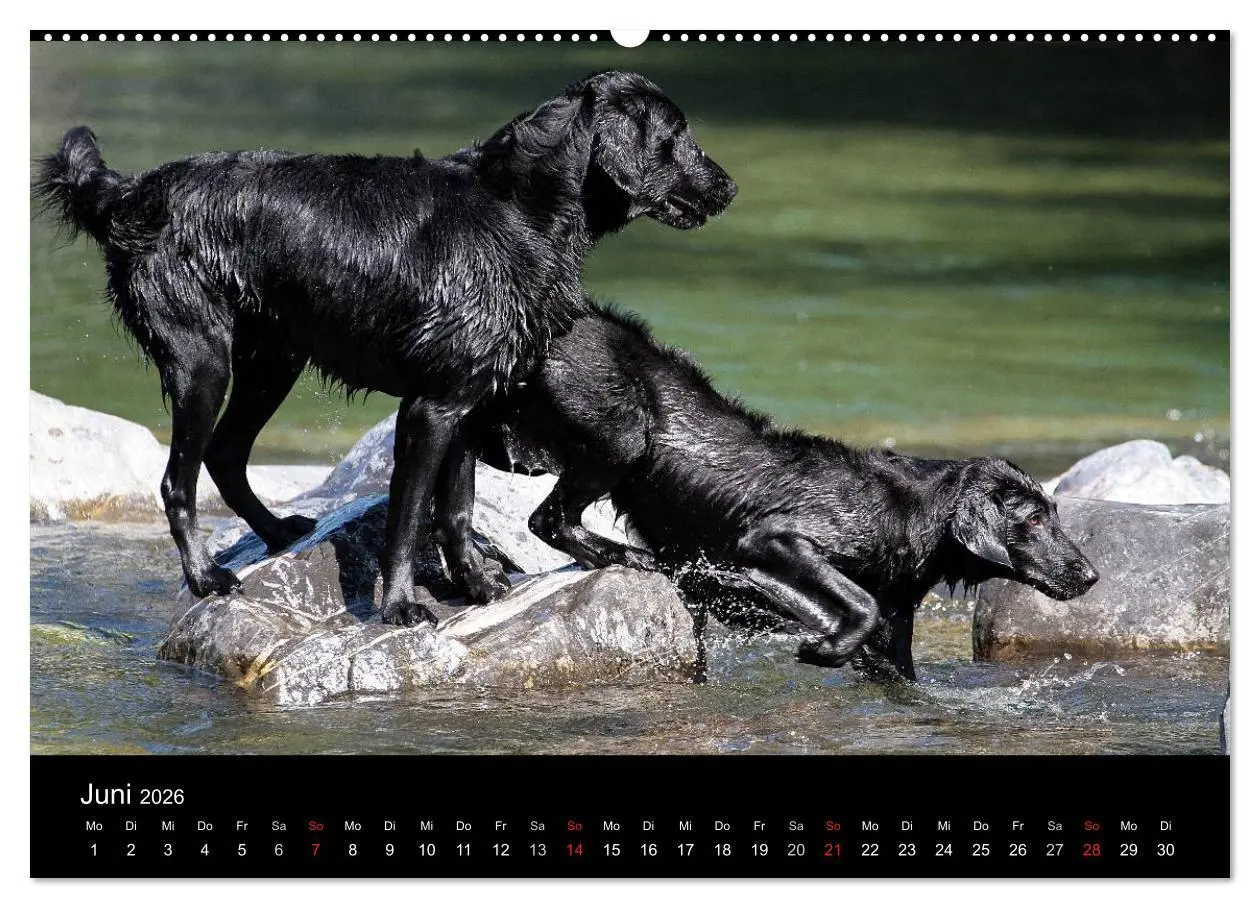 Bild: 9783516148909 | Flatcoated Retriever (hochwertiger Premium Wandkalender 2026 DIN A2...