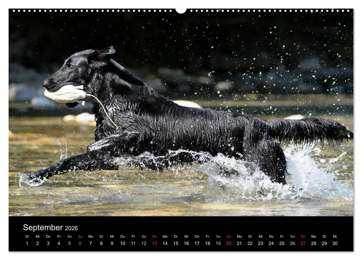 Bild: 9783516148909 | Flatcoated Retriever (hochwertiger Premium Wandkalender 2026 DIN A2...