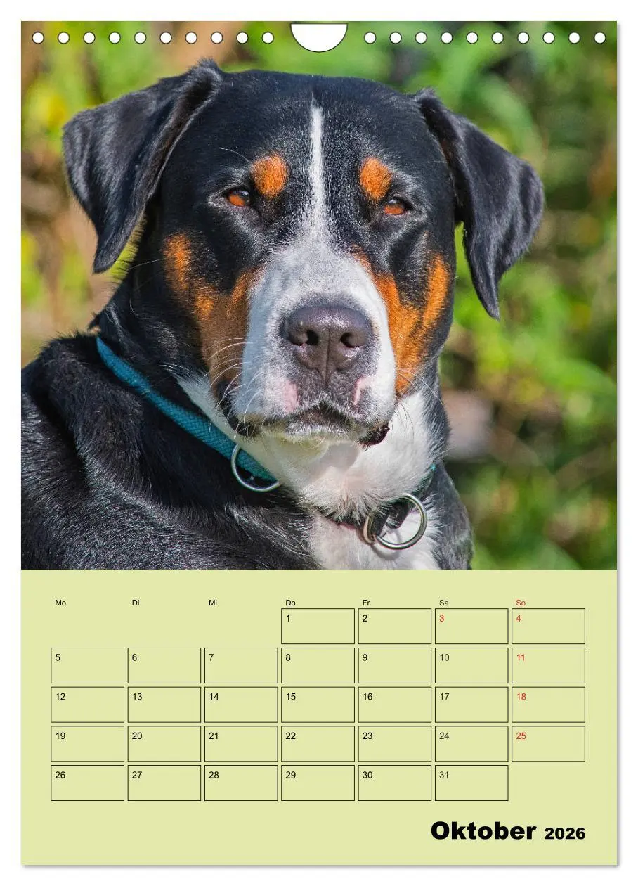 Bild: 9783516388909 | Familienplaner Großer Schweizer Sennenhund (Wandkalender 2026 DIN...