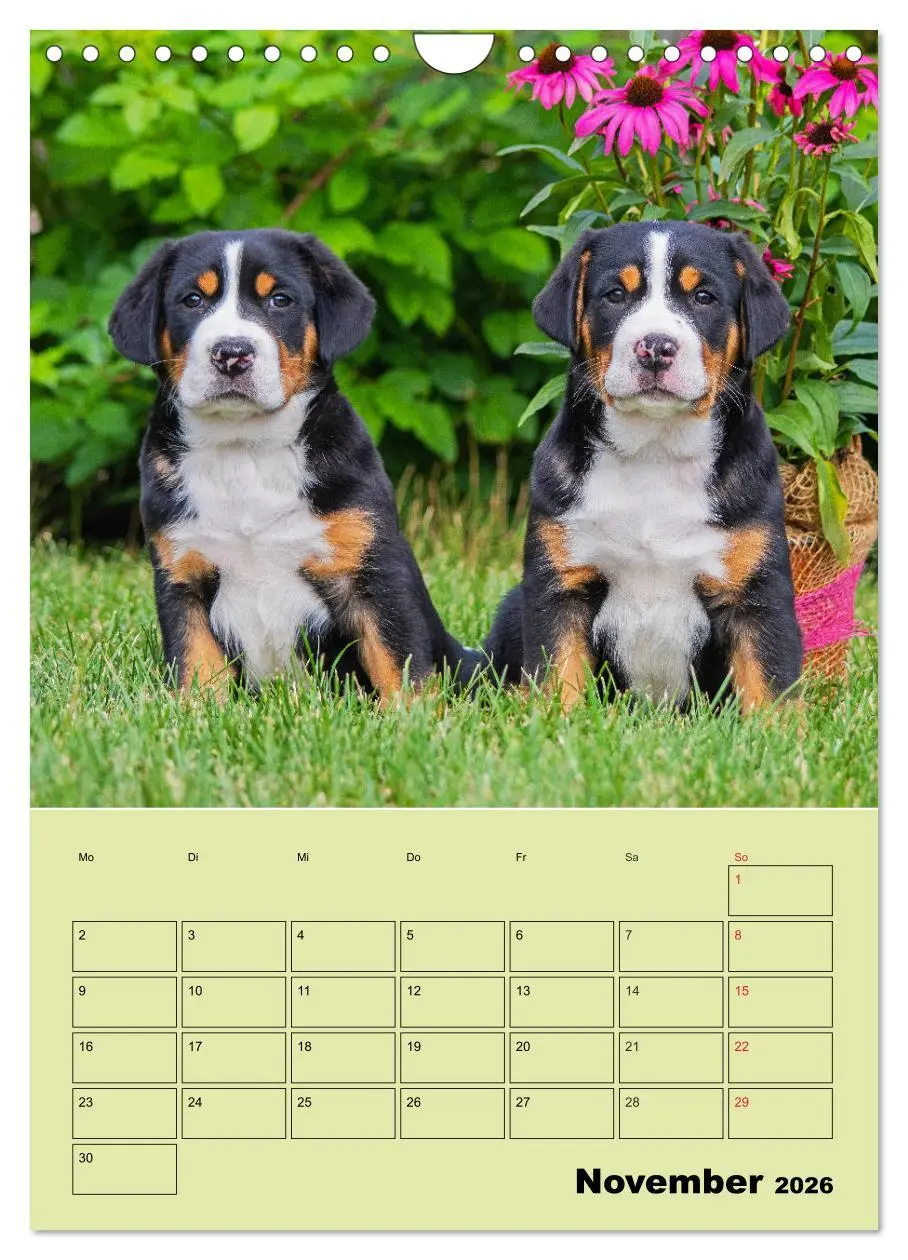 Bild: 9783516388909 | Familienplaner Großer Schweizer Sennenhund (Wandkalender 2026 DIN...