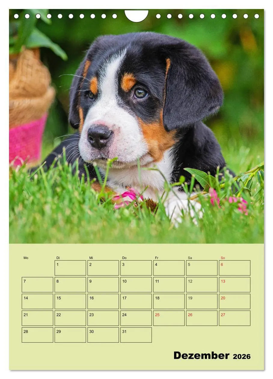 Bild: 9783516388909 | Familienplaner Großer Schweizer Sennenhund (Wandkalender 2026 DIN...