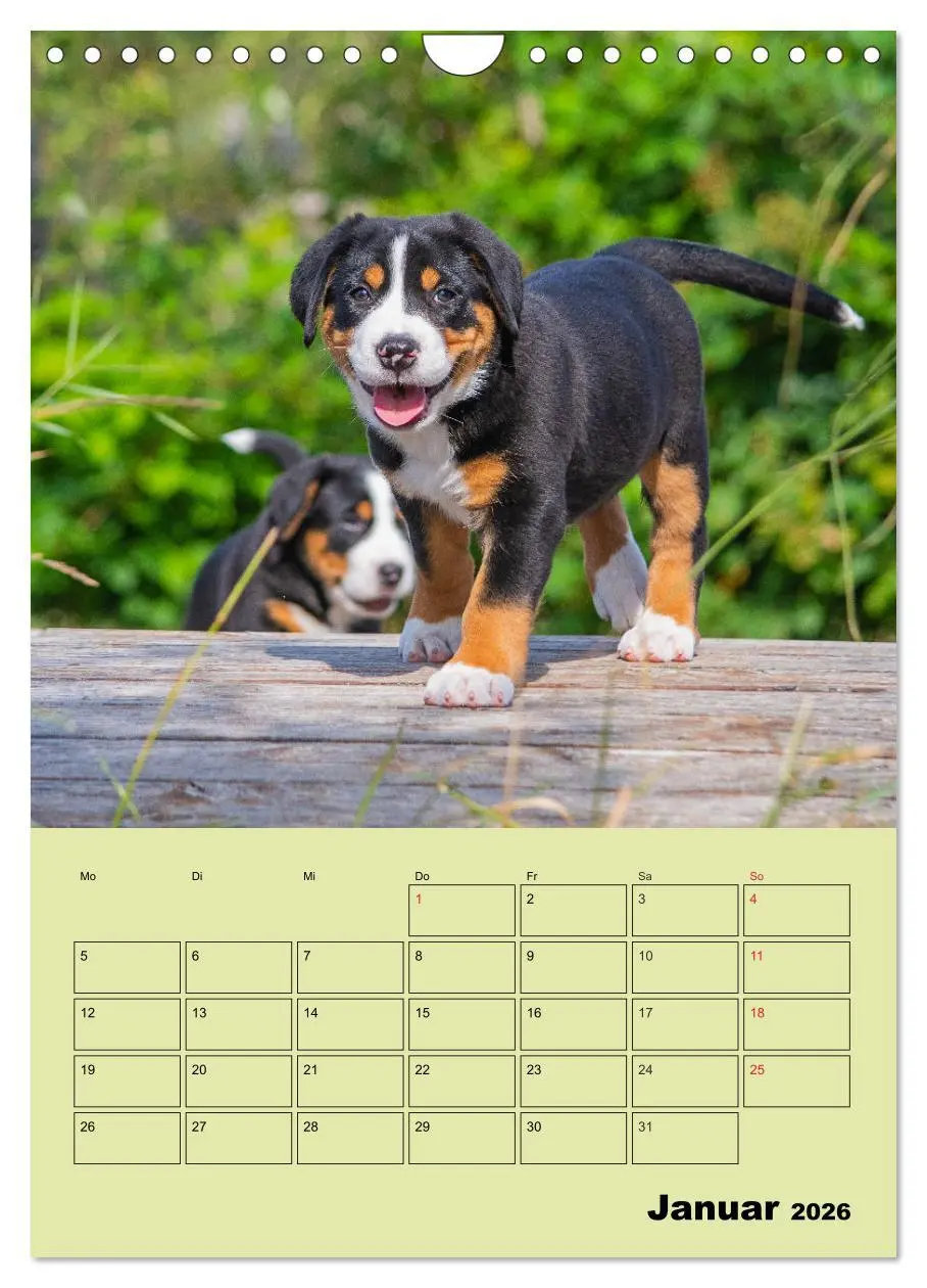 Bild: 9783516388909 | Familienplaner Großer Schweizer Sennenhund (Wandkalender 2026 DIN...