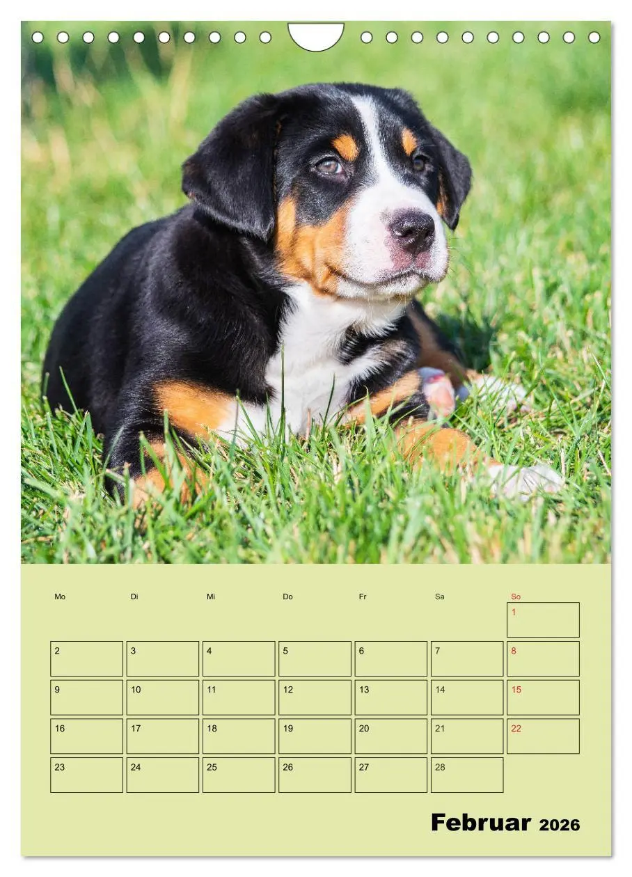 Bild: 9783516388909 | Familienplaner Großer Schweizer Sennenhund (Wandkalender 2026 DIN...