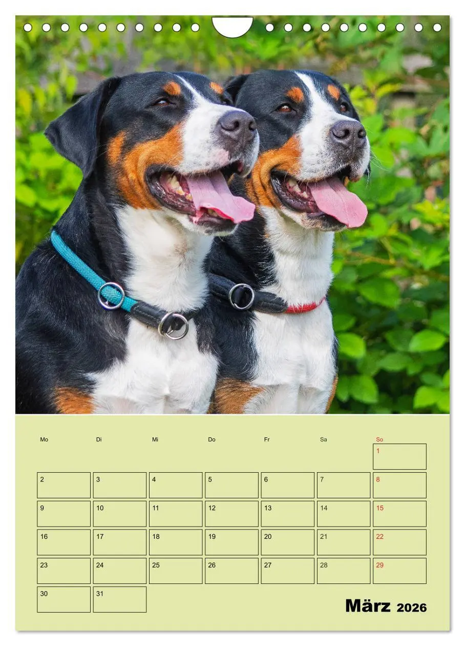 Bild: 9783516388909 | Familienplaner Großer Schweizer Sennenhund (Wandkalender 2026 DIN...