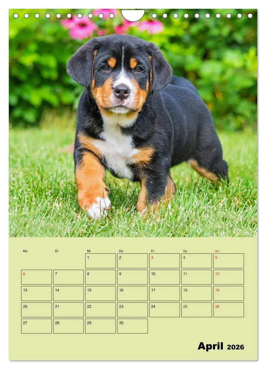Bild: 9783516388909 | Familienplaner Großer Schweizer Sennenhund (Wandkalender 2026 DIN...