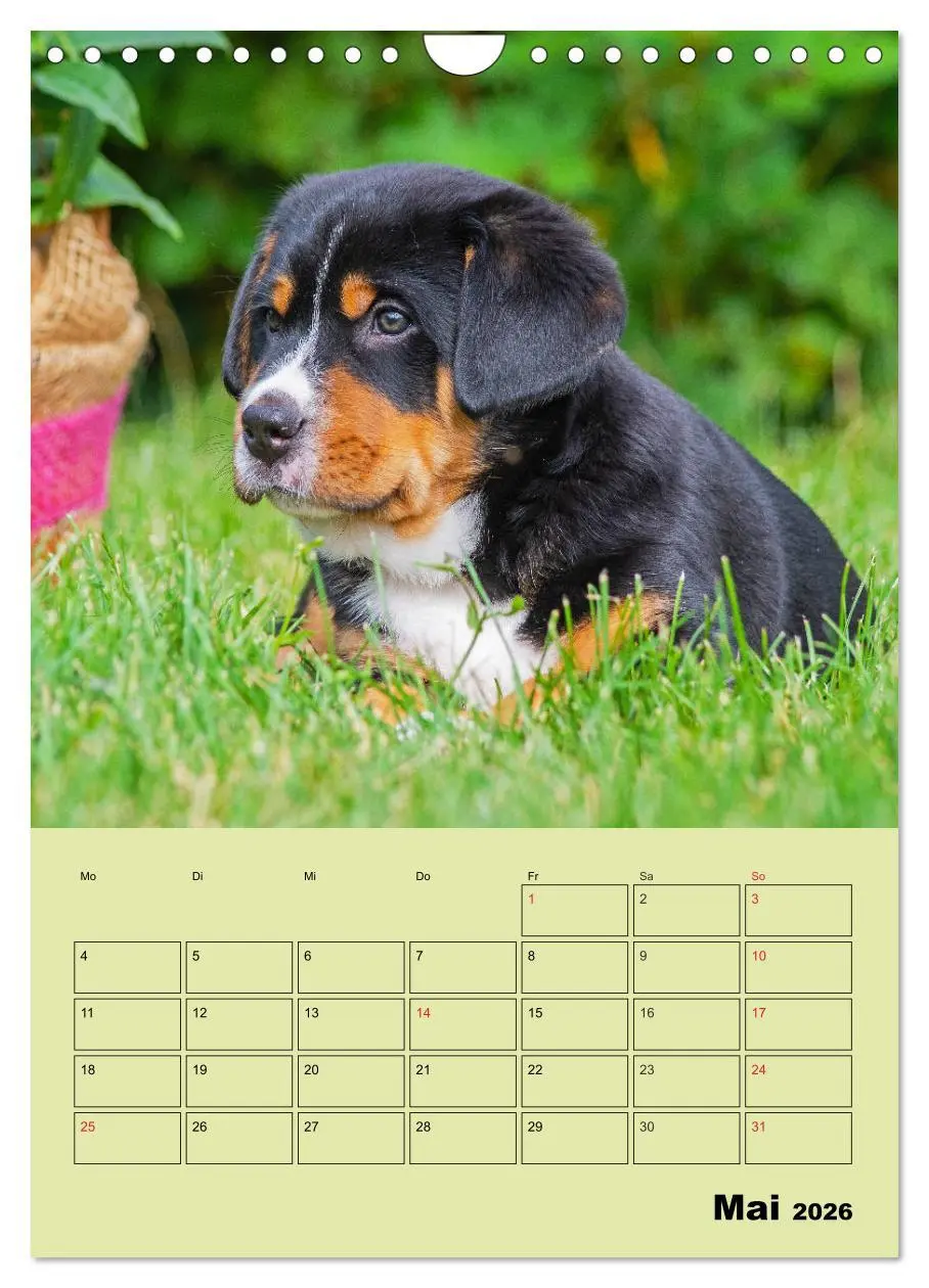 Bild: 9783516388909 | Familienplaner Großer Schweizer Sennenhund (Wandkalender 2026 DIN...