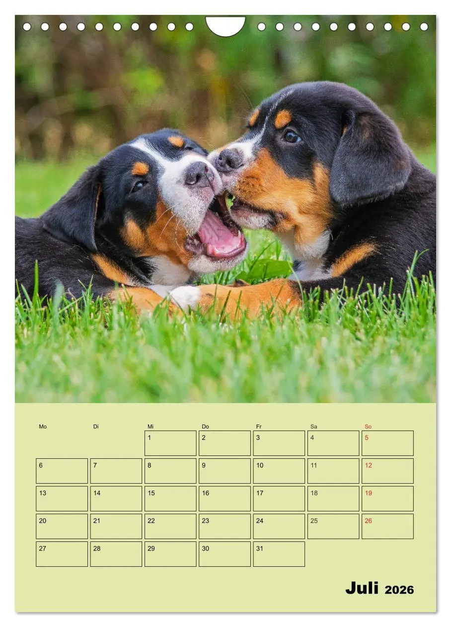 Bild: 9783516388909 | Familienplaner Großer Schweizer Sennenhund (Wandkalender 2026 DIN...