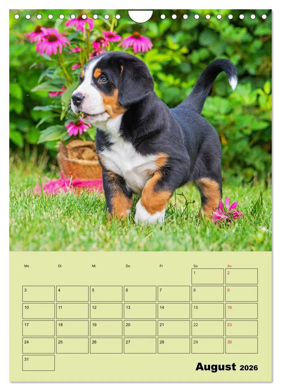 Bild: 9783516388909 | Familienplaner Großer Schweizer Sennenhund (Wandkalender 2026 DIN...