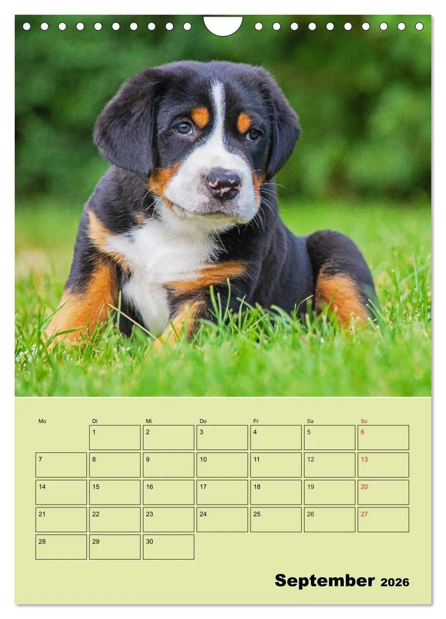 Bild: 9783516388909 | Familienplaner Großer Schweizer Sennenhund (Wandkalender 2026 DIN...