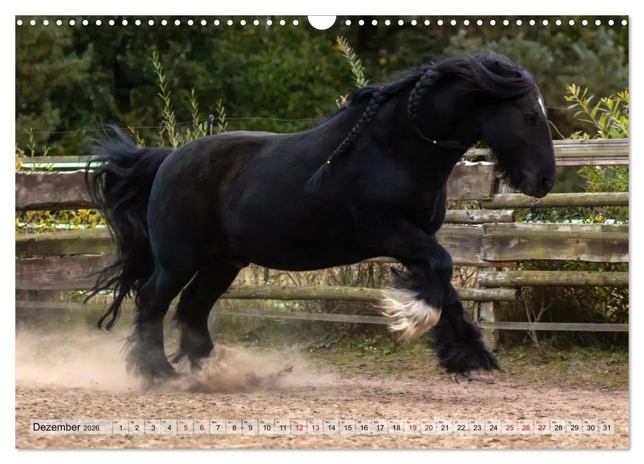 Bild: 9783516729009 | Colorful Horse Ranch - Wo Tinker posen und Ponys lächeln...