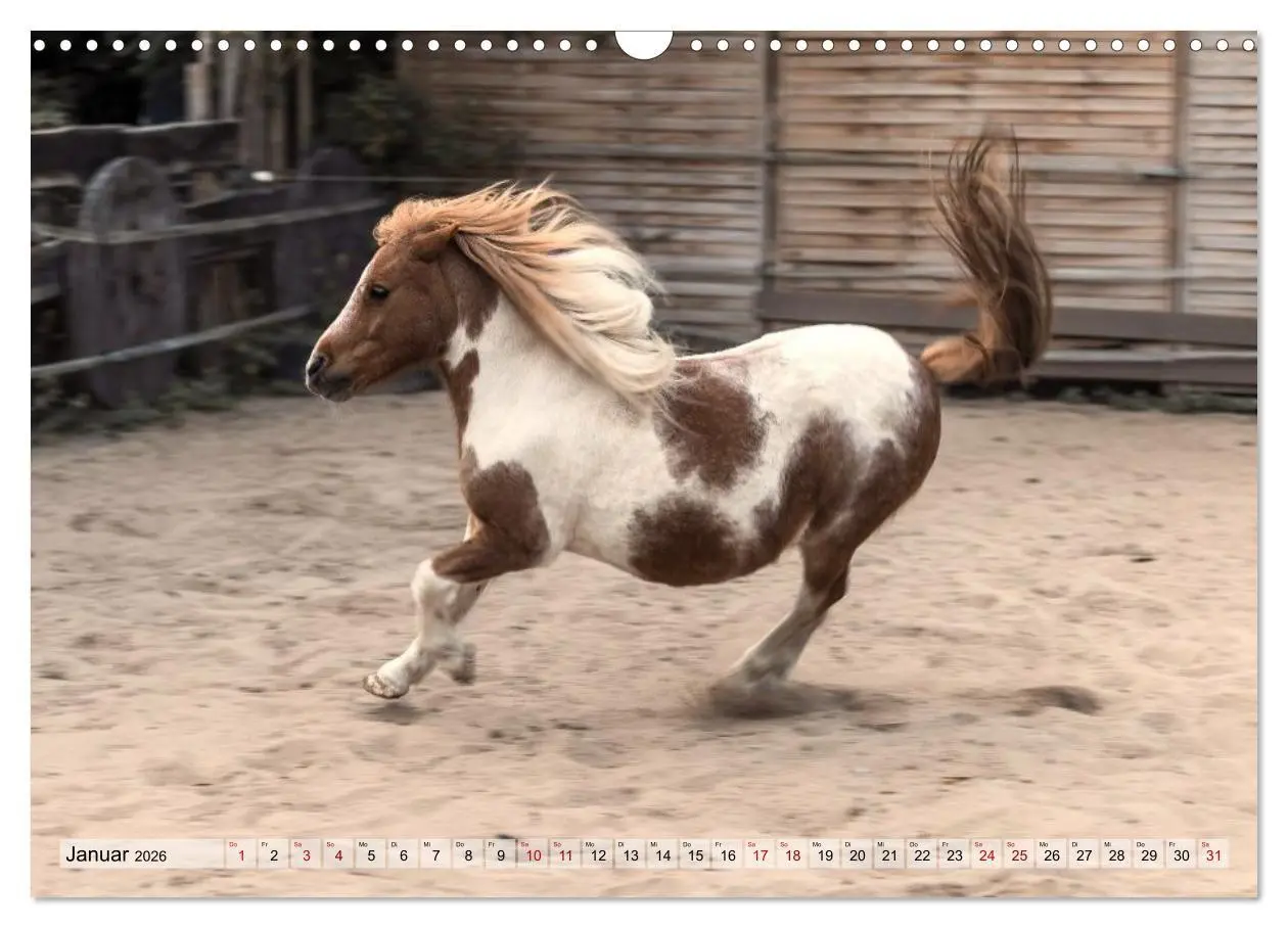 Bild: 9783516729009 | Colorful Horse Ranch - Wo Tinker posen und Ponys lächeln...