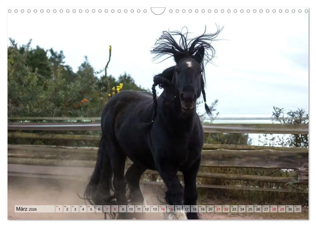 Bild: 9783516729009 | Colorful Horse Ranch - Wo Tinker posen und Ponys lächeln...