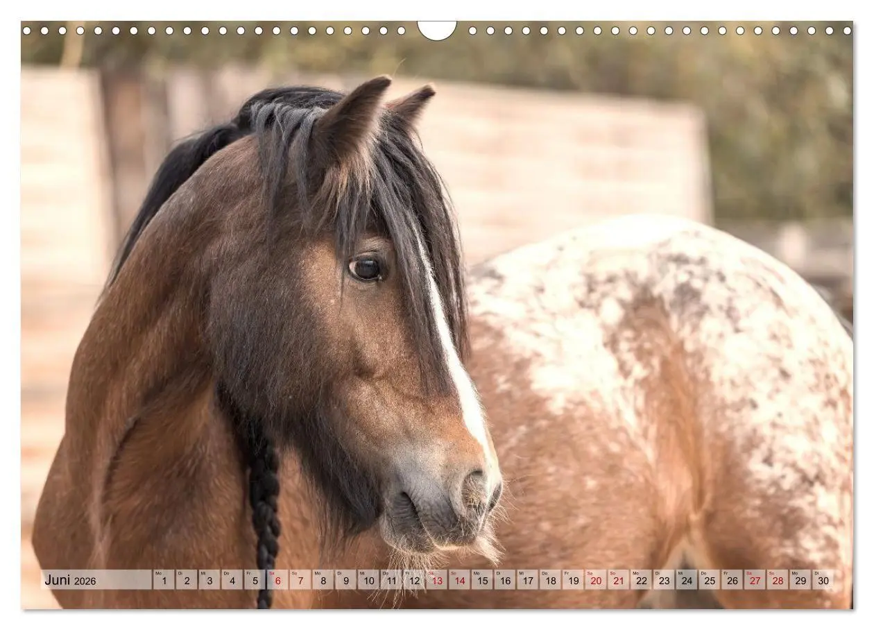 Bild: 9783516729009 | Colorful Horse Ranch - Wo Tinker posen und Ponys lächeln...