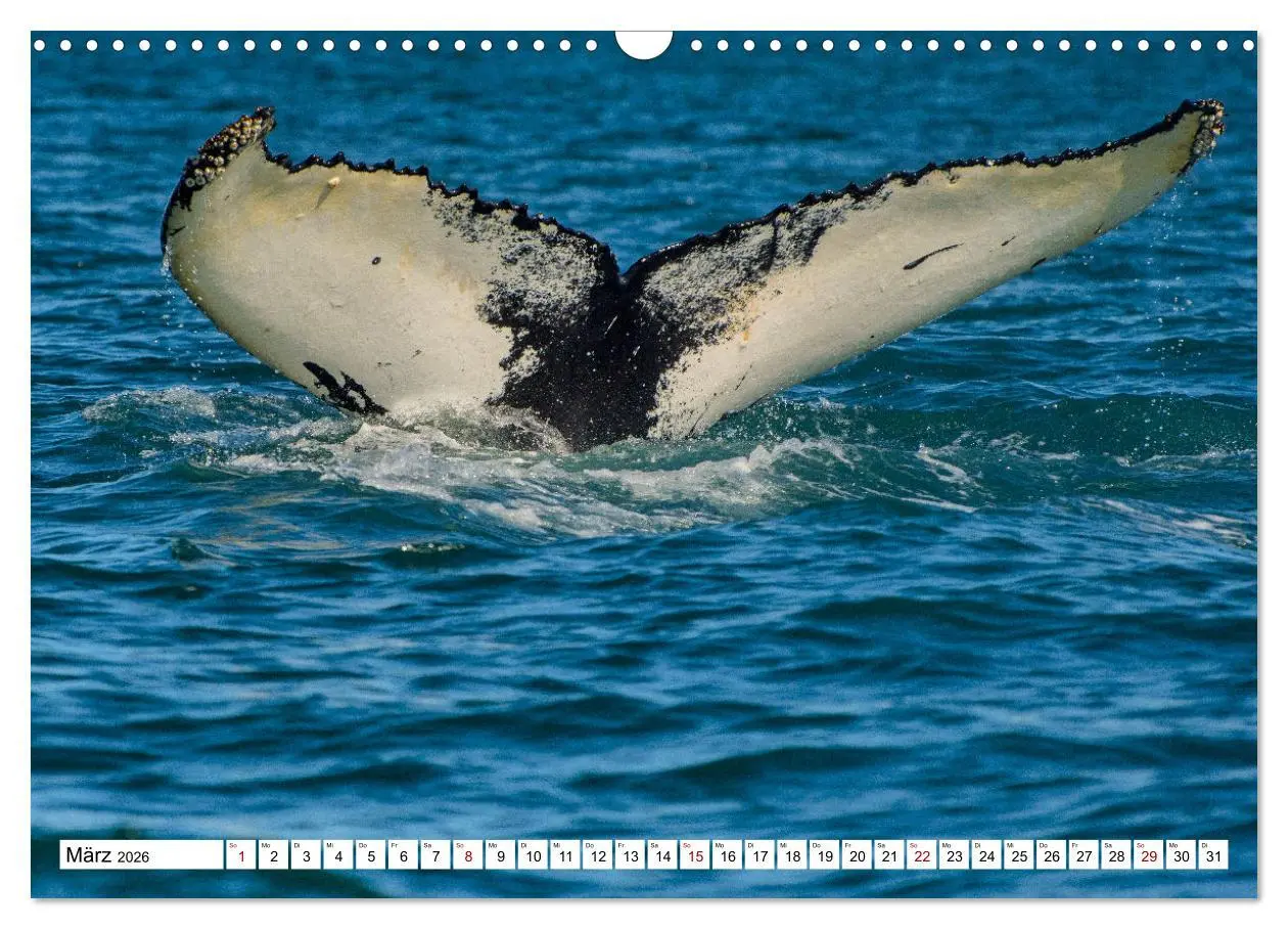 Bild: 9783457249109 | Wale und Delfine - Intelligente Meeressäuger (Wandkalender 2026 DIN...