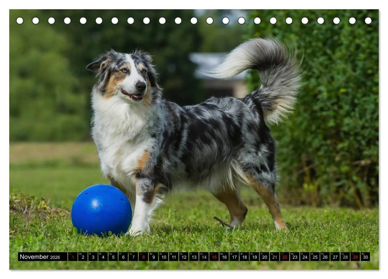 Bild: 9783516029109 | Bekannt wie ein bunter Hund. Australian Shepherd (Tischkalender...