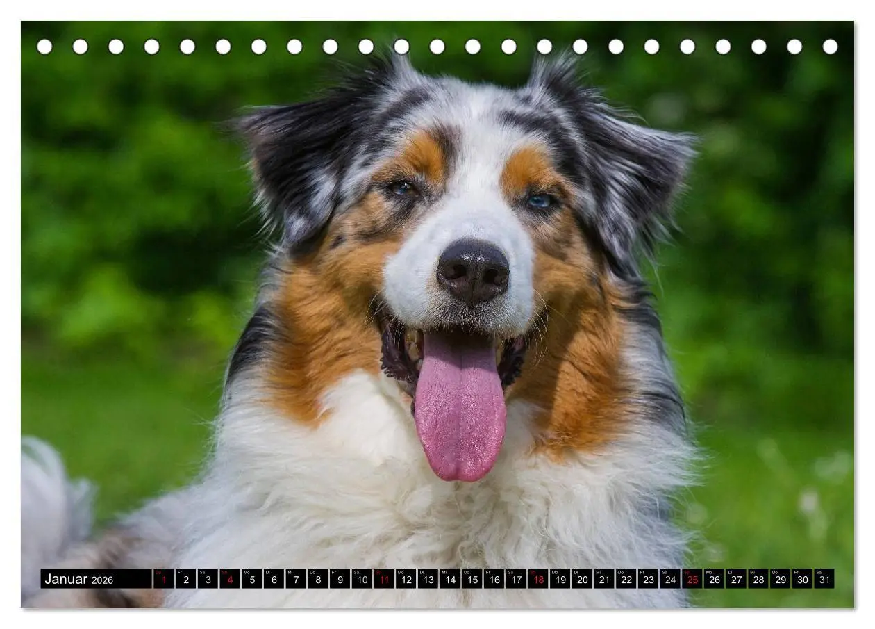 Bild: 9783516029109 | Bekannt wie ein bunter Hund. Australian Shepherd (Tischkalender...