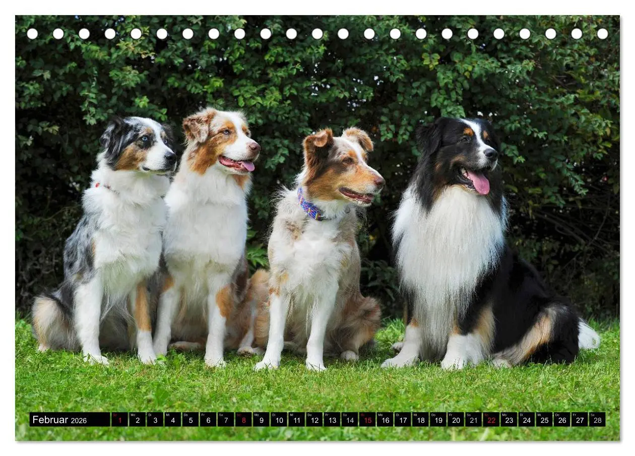 Bild: 9783516029109 | Bekannt wie ein bunter Hund. Australian Shepherd (Tischkalender...